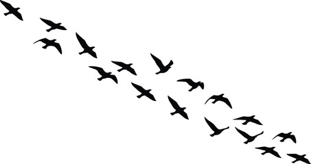 Flock of Flying Birds Silhouettes in Diagonal Formation, Black Vector Illustration Isolated on White Background for Migration, Freedom, and Travel Concepts.