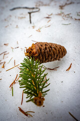 pine cones on the snow
