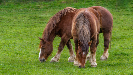The Hispano-Breton is a heavy draft horse breed originating in Spain, developed from the...