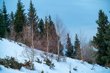 snow covered trees