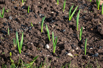 Winter garden with vegetables and plants