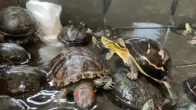 A group of turtles crowded in a small, shallow-water pond at an ornamental fish market. Close-up footage capturing their movement, textures, and natural behavior in a confined space