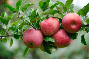 Red apples grow on tree in the orchard