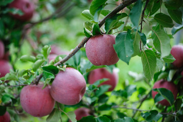 Obraz premium Red apples grow on tree in the orchard