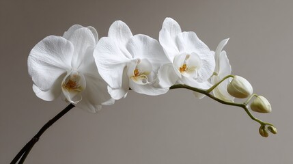 Fototapeta premium Elegant simplicity radiates from these pristine white orchids, their delicate petals unfurling in a graceful display of natural beauty against a soft, neutral backdrop.