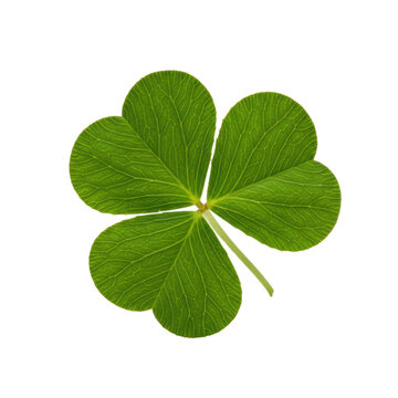 perfectly formed emerald four-leaf clover detailed macro shot with delicate venation, isolated against a seamless transparent backdrop with copy space, concept of perfect fortune and symbolism