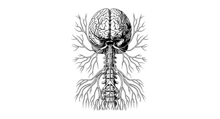 Detailed anatomical drawing of human brain and nervous system connections