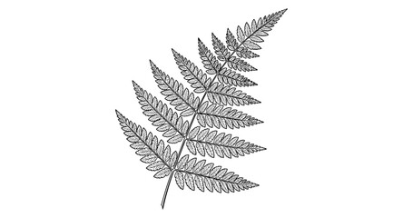 Naklejka premium Elegant black and white outline of fern leaf for botanical design