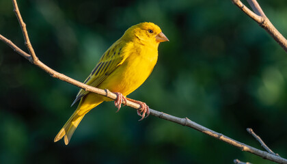 Vibrant Yellow Canary Perched on a Slender Branch in Natural Light.