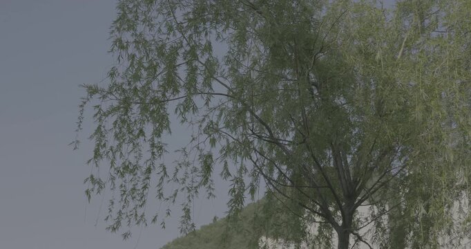 Weeping willow tree branches swaying in the wind against a blue sky.