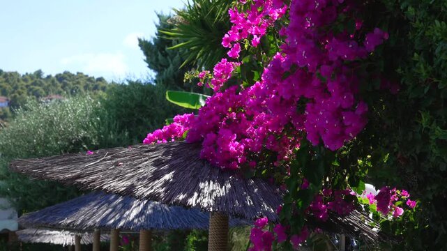 Bougainvillea pink flower bushes and trees typical in greece by pool with straw umbrella parasol in super slow motion. Greek vibe