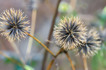 Close-up of two spiky dried thistle seed heads with golden tips, captured in Cinsbu, Jianshi Township, Hsinchu County, Taiwan. Beautiful autumn wild plant detail in mountain area.