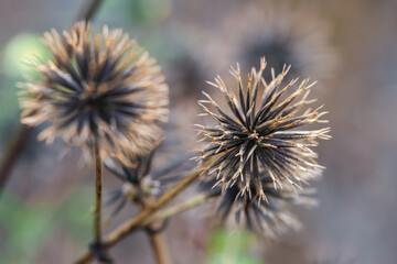 Fototapeta premium Macro view of two spiky brown seed heads in soft focus background indicating the arrival of winter at Cinsbu Jianshi Township Hsinchu Taiwan.