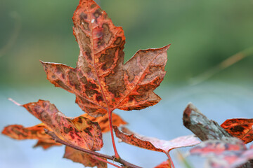 Close up macro view of a dying maple leaf displaying rich patterns and autumn colors at Cinsbu Jianshi Township Hsinchu County Taiwan.