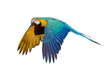 Colorful flying Blue and Gold Macaw parrot isolated on transparent background png file