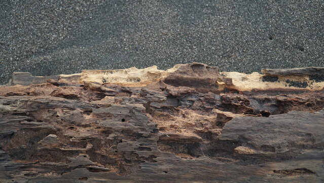 Pieces of weathered wood on the beach sand. Focus selected