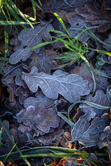 A high angle view of frosty leaves on a cold morning