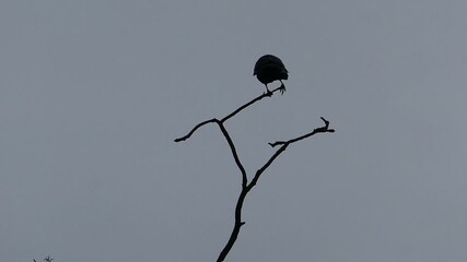 Dark Silhouette of Crow Perched on Dead Branch Against Grey Sky - Powered by Adobe