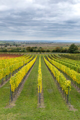 Fototapeta premium Autumn vineyard rows in Retz, Lower Austria