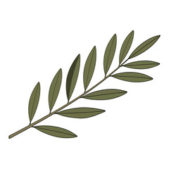 Simple green olive tree branch with leaves isolated on white background vector