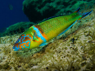 Ornate wrasse from the Mediterranean Sea