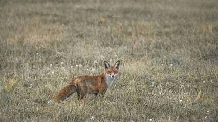 Red Fox On A Meadow (Vulpes vulpes)