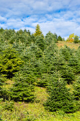 Christmas tree farm growing fir trees in Lower Austria