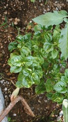 Waterleaf Greens: Fresh Growth in Garden Soil