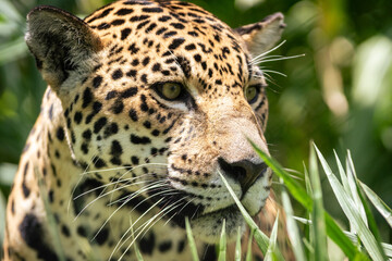 Fototapeta premium jaguar