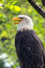 Bald eagles are kept in cages at the zoo.
