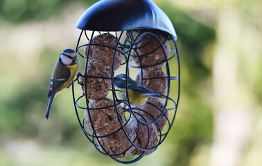 Blaumeisen fressen Meisenkn&ouml;del