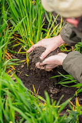 Spatenprobe und Bodenprobe zur Beurteilung der Fruchtbarkeit und der physikalischen und...
