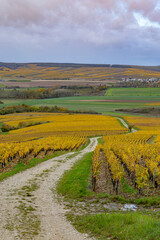Winding path through autumn vineyards in Bourgogne Franche Comte