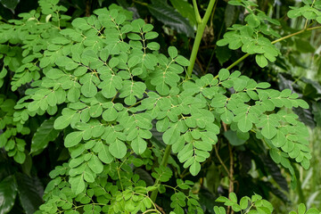 Moringa leaves (Moringa oleifera), Moringa plant is a traditional herbal medicine ingredient