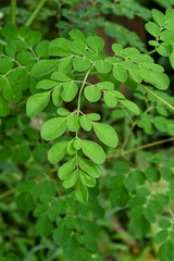 Moringa leaves (Moringa oleifera), Moringa plant is a traditional herbal medicine ingredient