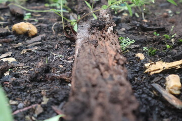 Close up wood texture for Background.

