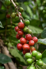 Arabica Coffee, Heavy Fruiting Coffee Plants, Robusta, Liberica, Red Coffee