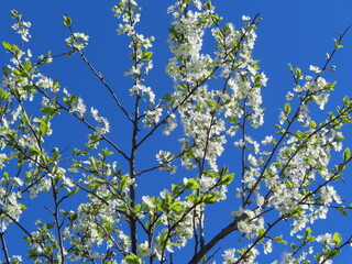 White cherry blossom branches on blue sky background