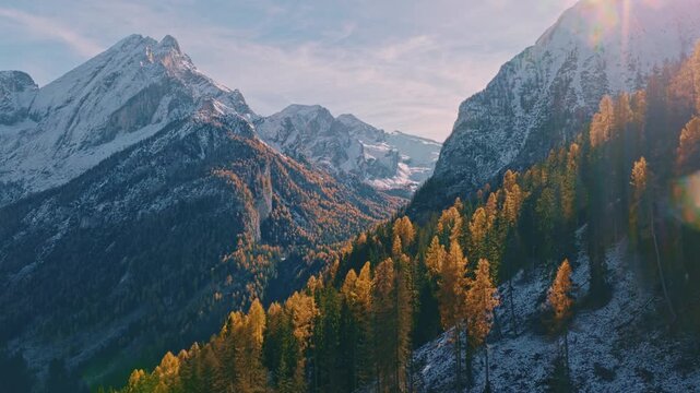 Cinematic aerial drone shot of a golden autumn forest with snow-covered peaks of the Italian Dolomites in the background. Warm sunset light highlights the glowing larch trees and the dramatic mountain