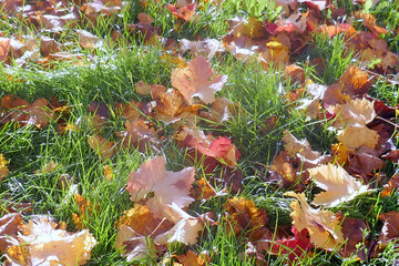 Autumn leaves on the sun that are laying on the ground, autumn season background