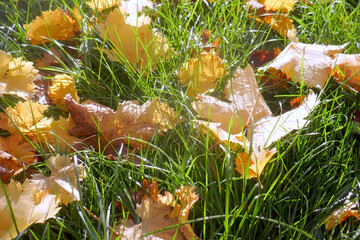 Autumn leaves on the sun that are laying on the ground, autumn season background