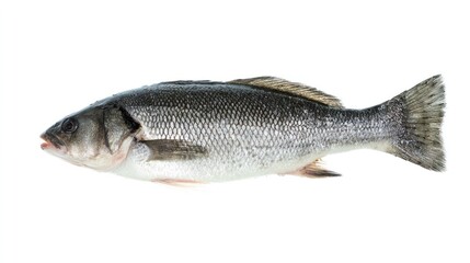 Obraz premium Fresh sea bass displayed on a plain background, showcasing its natural shine and texture. menu design, packaging mockups, designed for food delivery and cloud-kitchen brand materials.