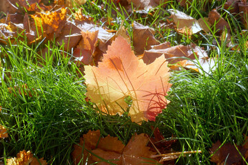 Autumn leaves on the sun that are laying on the ground, autumn season background