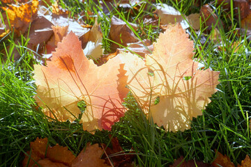 Autumn leaves on the sun that are laying on the ground, autumn season background