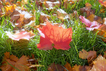 Autumn leaves on the sun that are laying on the ground, autumn season background