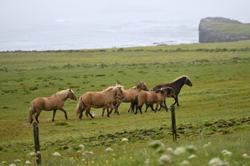 Icelandic horses.