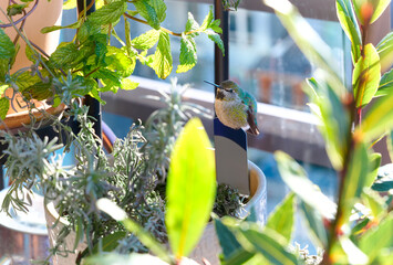 Obraz premium Close-up of a hummingbird. The bird is perched on a flowerpot. Vancouver, British Columbia, Canada