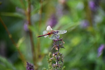 Dragonfly Perched on Wild Plant – Macro Nature Photography
