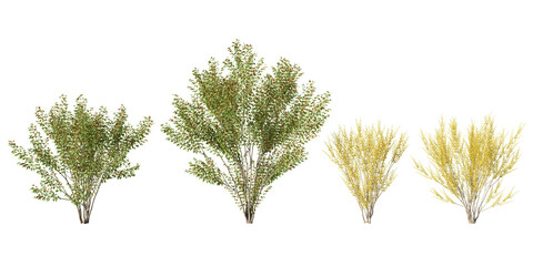 Cornus mas trees with dense clusters of red berries and golden-yellow foliage in seasonal transition