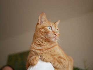 Orange Tabby Cat with Green Eyes